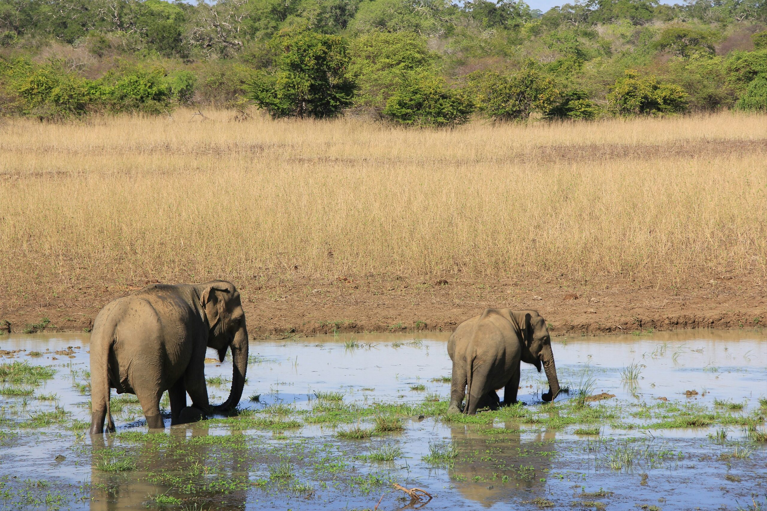 Sri Lanka 8 Nights 9 Days Tour